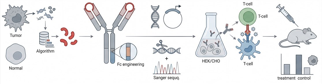 VaxBody DNA vaccine development workflow — from epitope discovery to in vivo efficacy testing